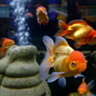 a lovely large fish tank with happy chubby gold fish swimming around